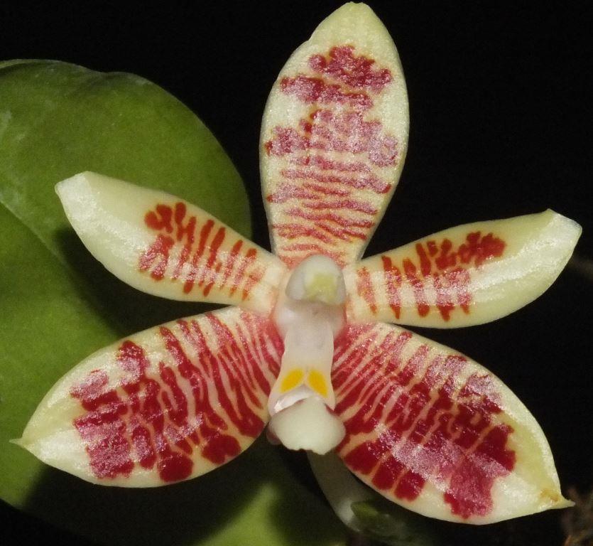 Phalaenopsis inscriptiosinensis