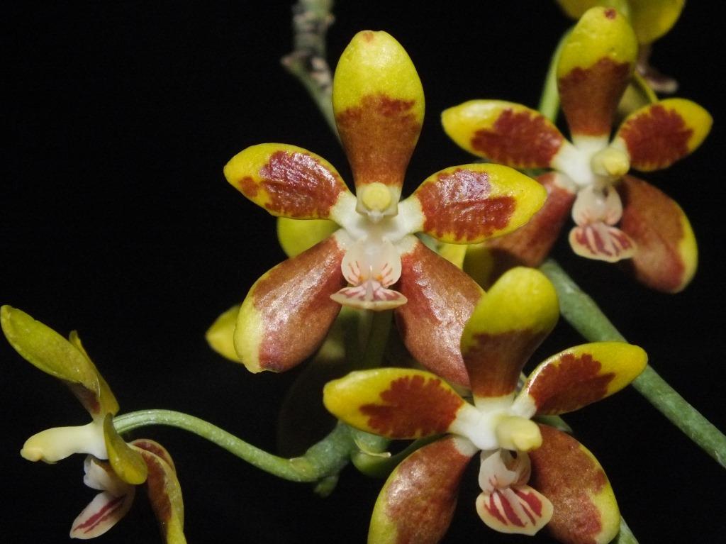 Phalaenopsis kunstleri