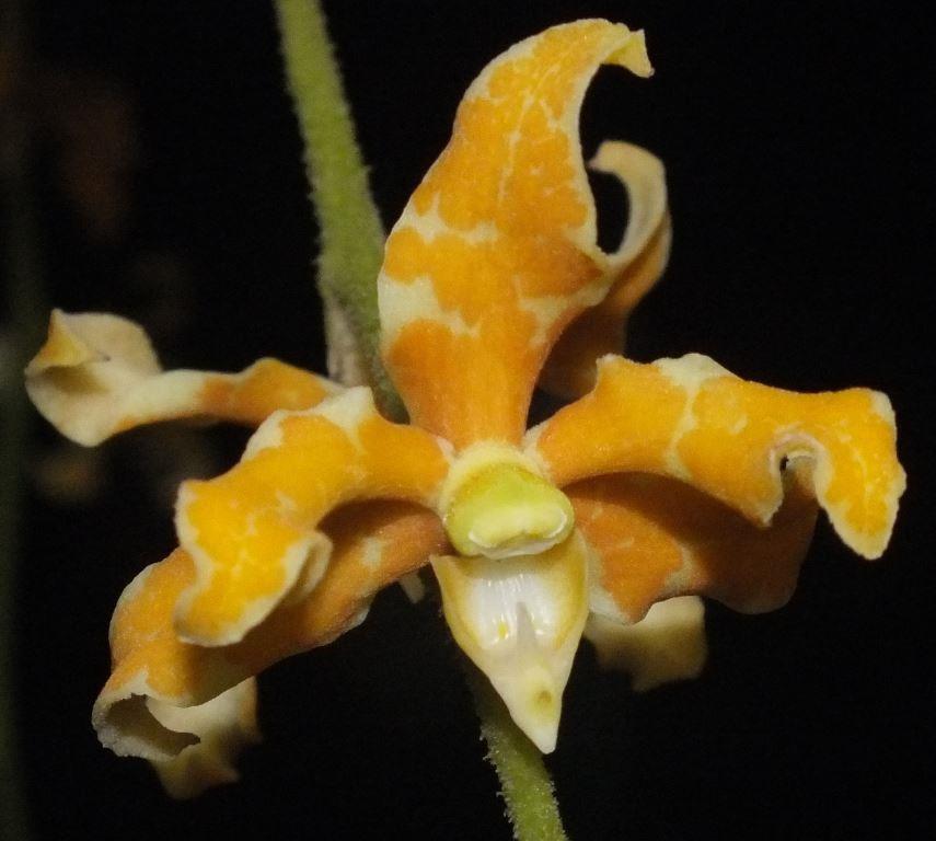 Dimorphorchis lowii