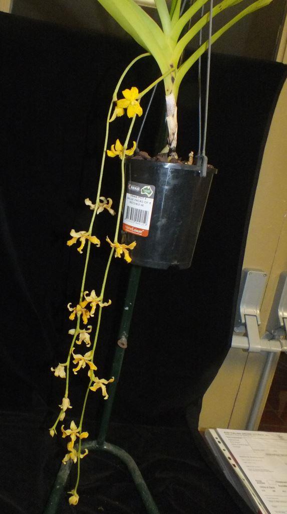 Dimorphorchis lowii - photo 2