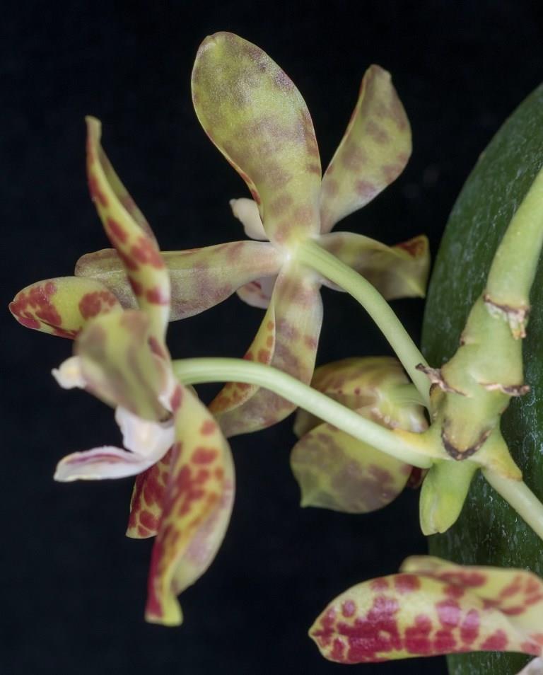 Phalaenopsis doweryensis - photo 2