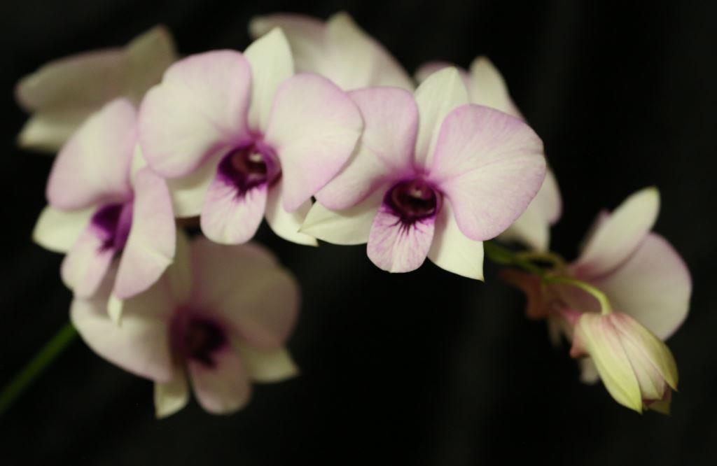 Dendrobium bigibbum