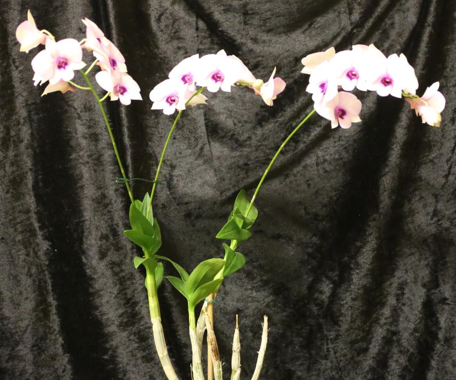 Dendrobium bigibbum var. compactum - photo 2