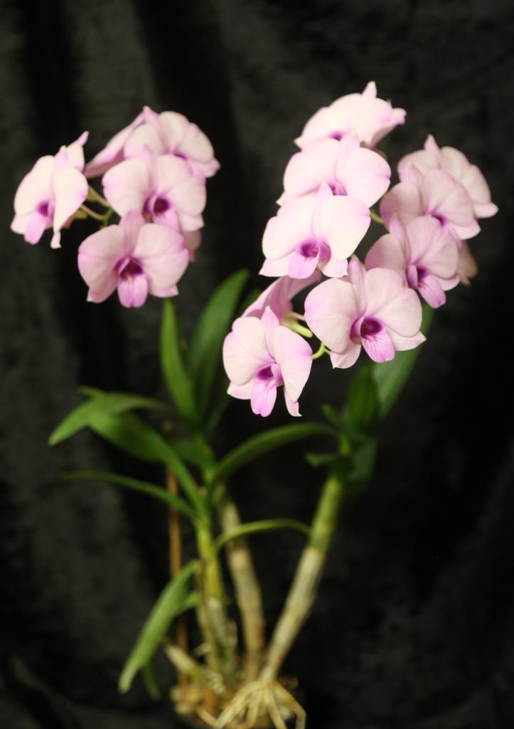 Dendrobium bigibbum var. compactum - photo 2