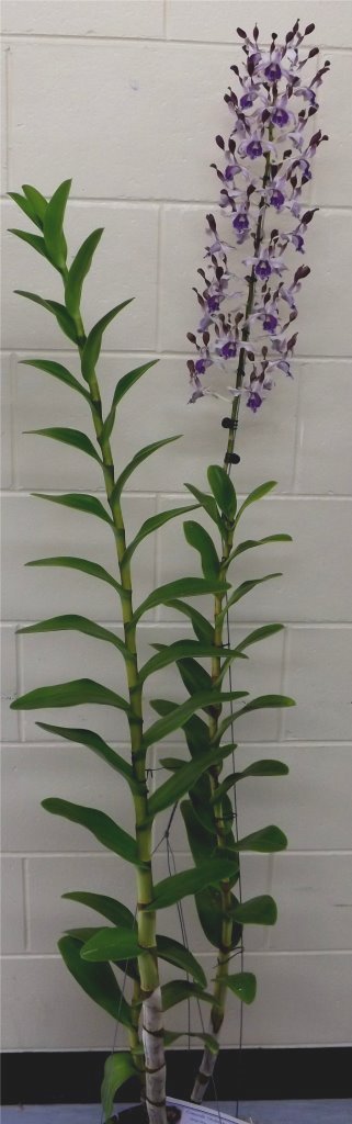Dendrobium Nomes Treasure - photo 2
