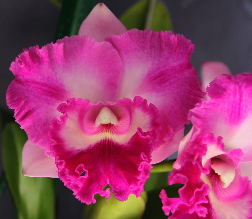 Rlc Burdekin Charm