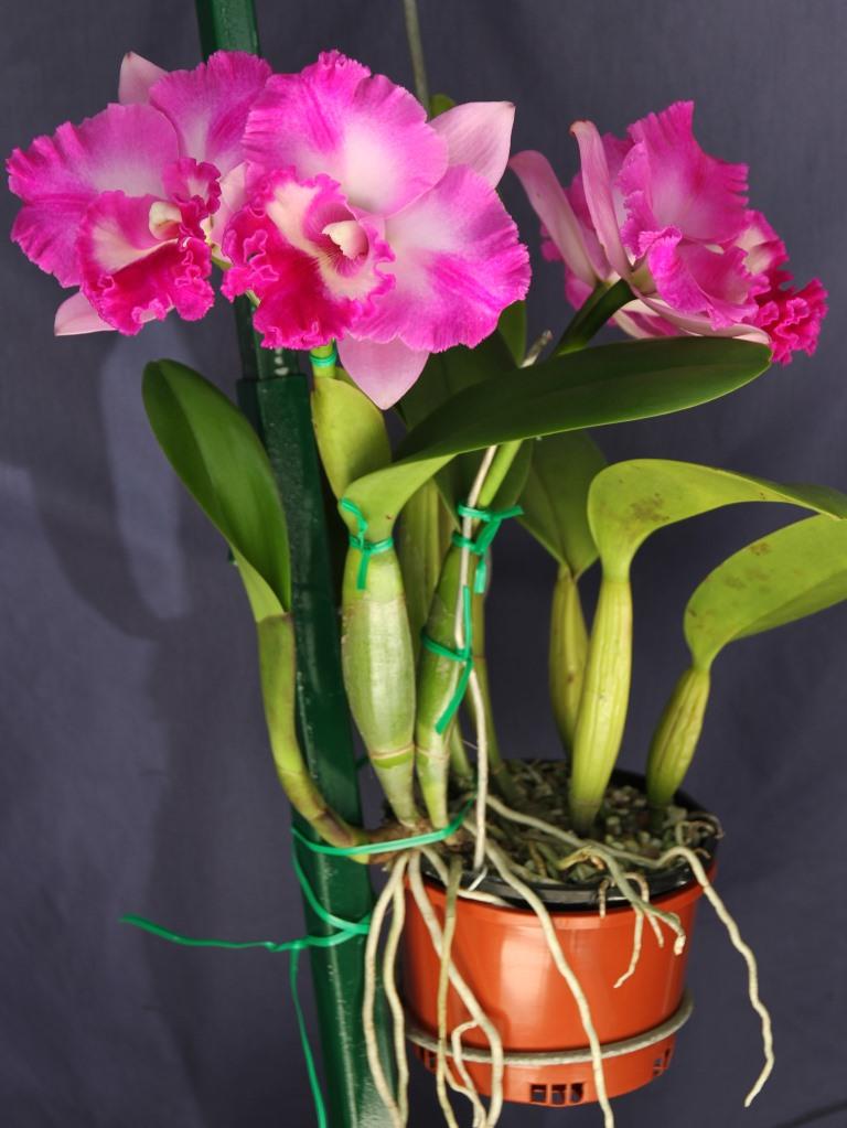 Rhyncholaeliocattleya Burdekin Charm - photo 2