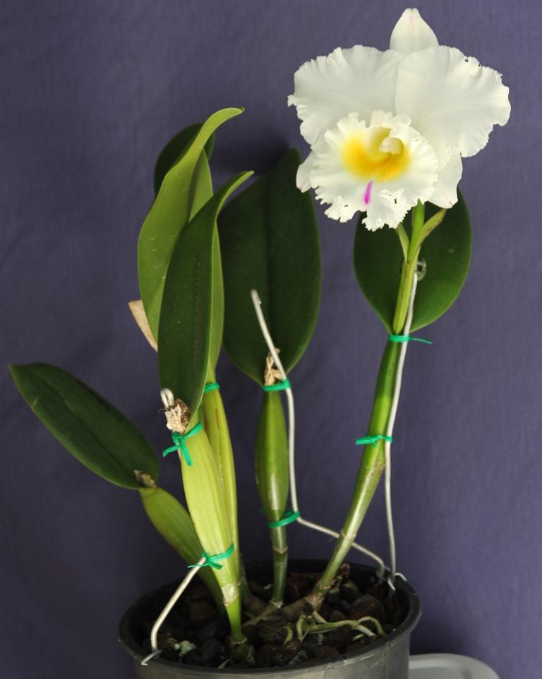 Rhyncholaeliocattleya Dal's Passion - photo 2