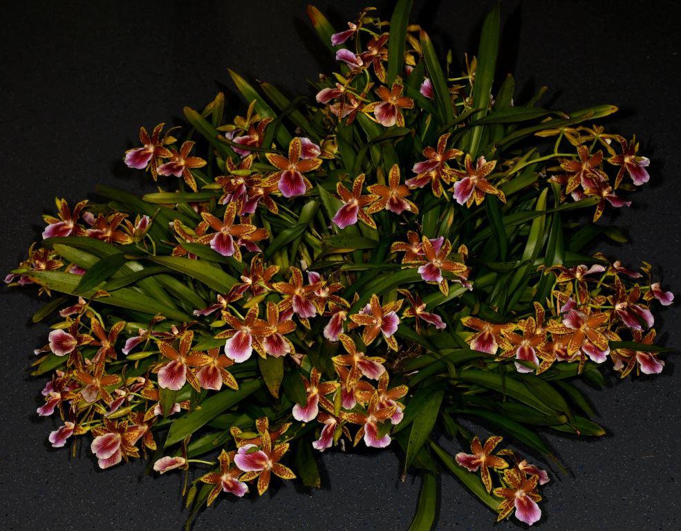 Miltonia Earl Dunn - photo 2