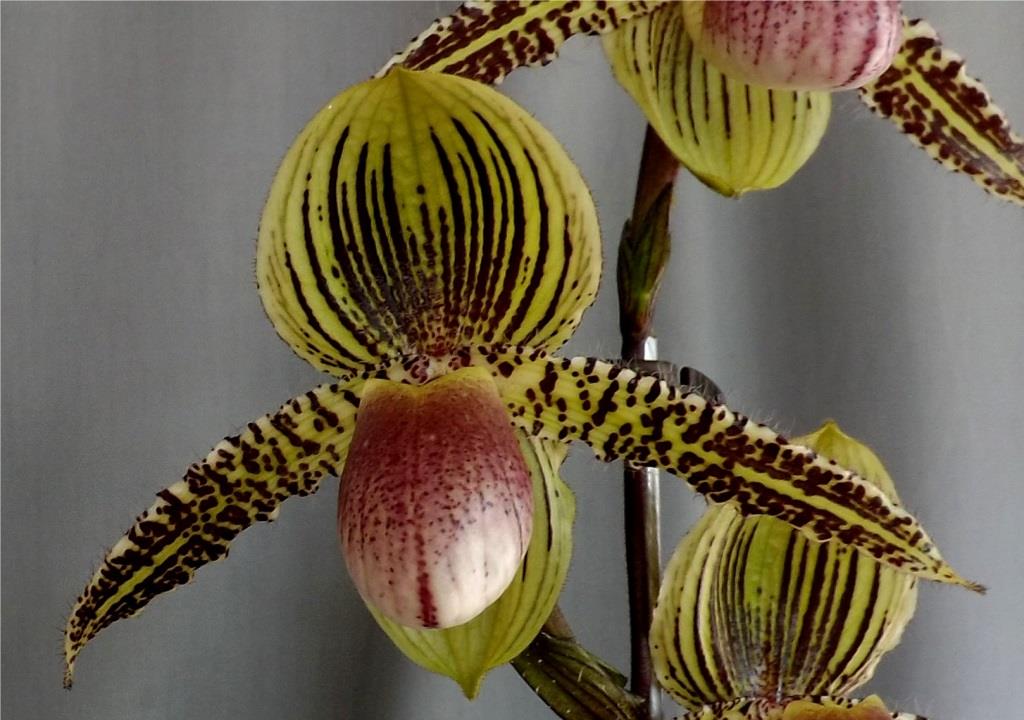 Paph Transvaal