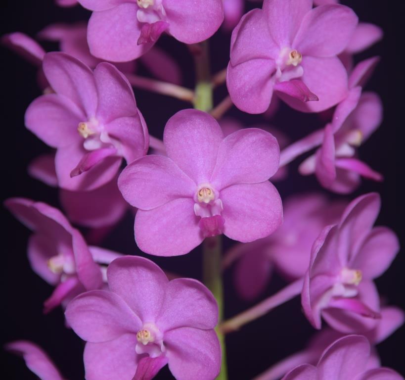 Van Princess Blue 'Helen's Delight'