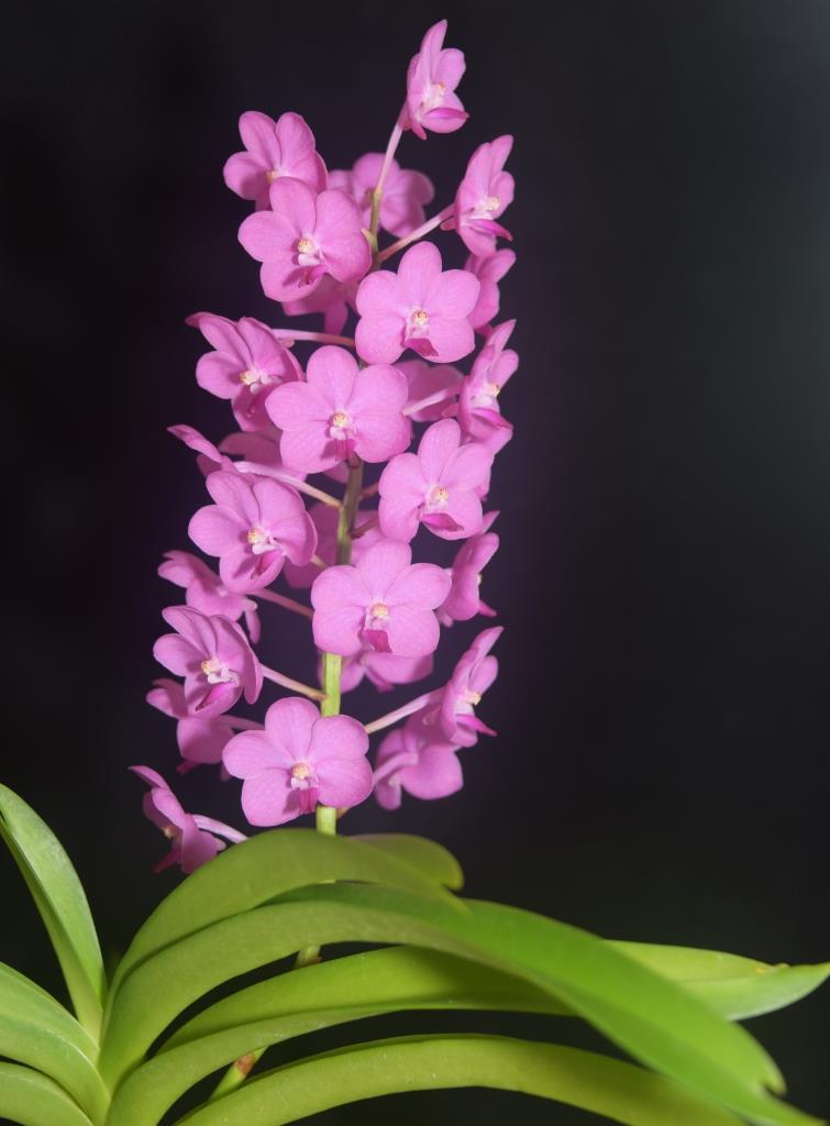 Vanda Princess Blue 'Helen's Delight' - photo 2