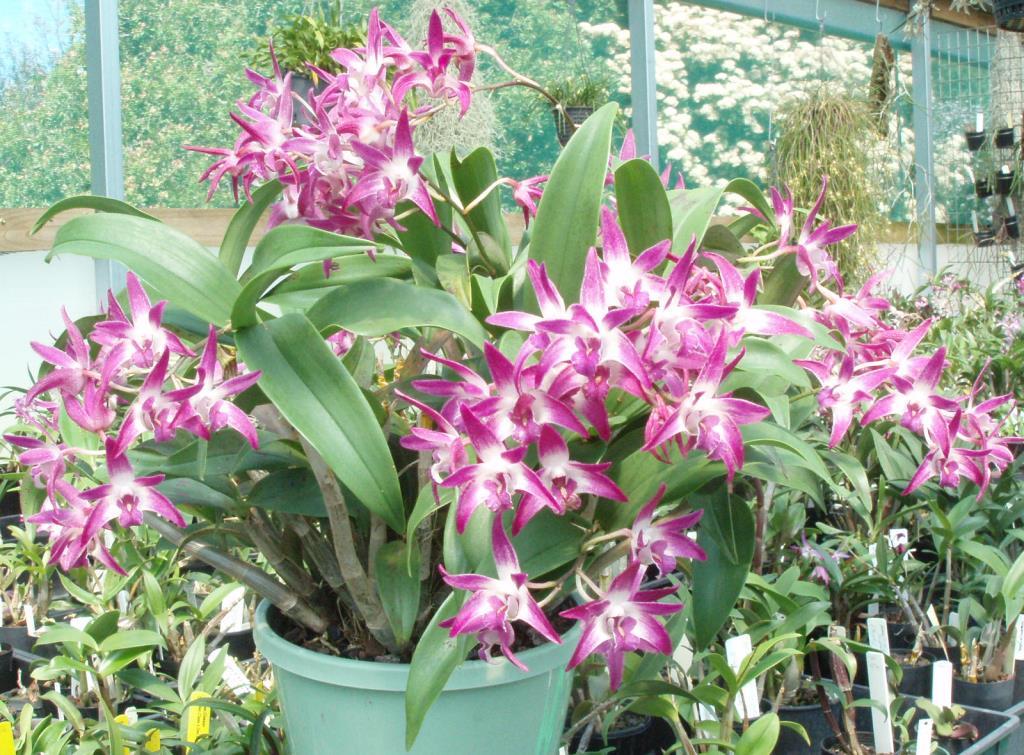 Dendrobium Yarrambat Gabi - photo 2