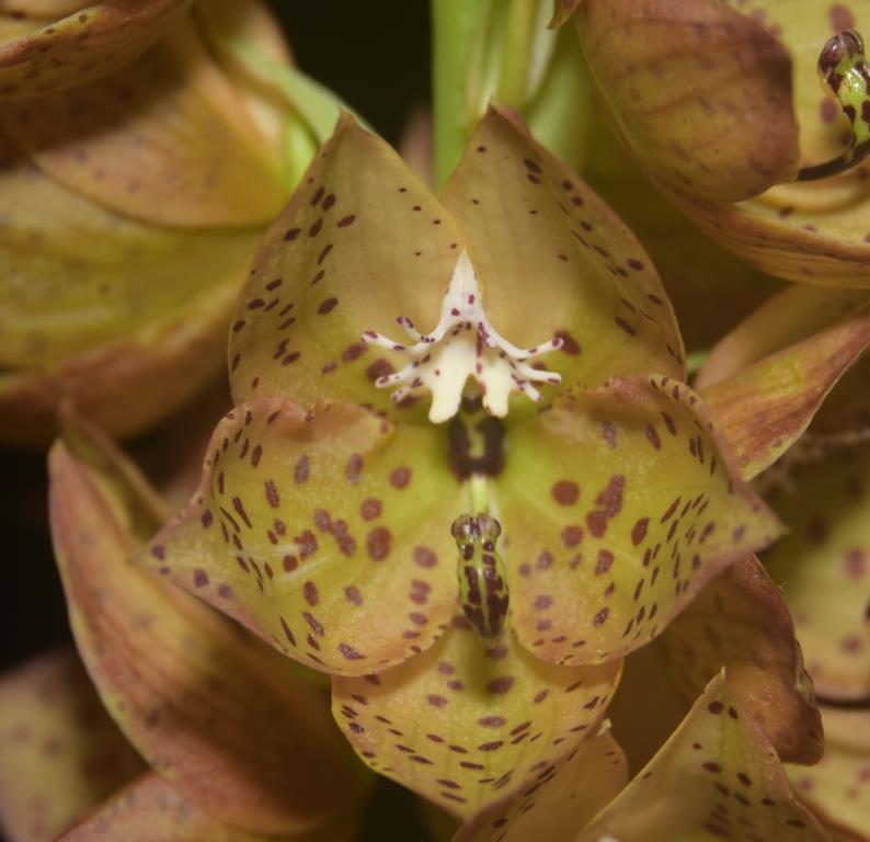 Cycnoches barthiorum