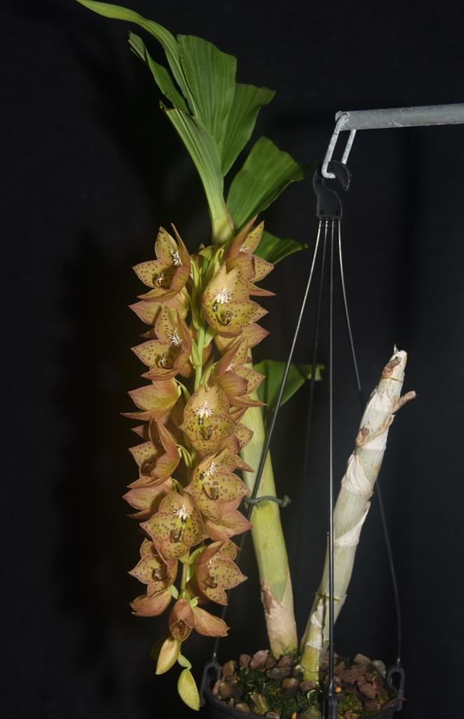 Cycnoches barthiorum - photo 2