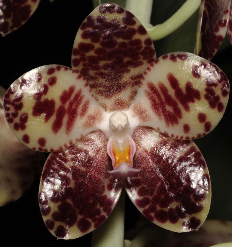 Phalaenopsis gigantea