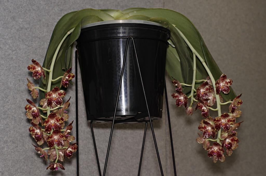 Phalaenopsis gigantea - photo 2