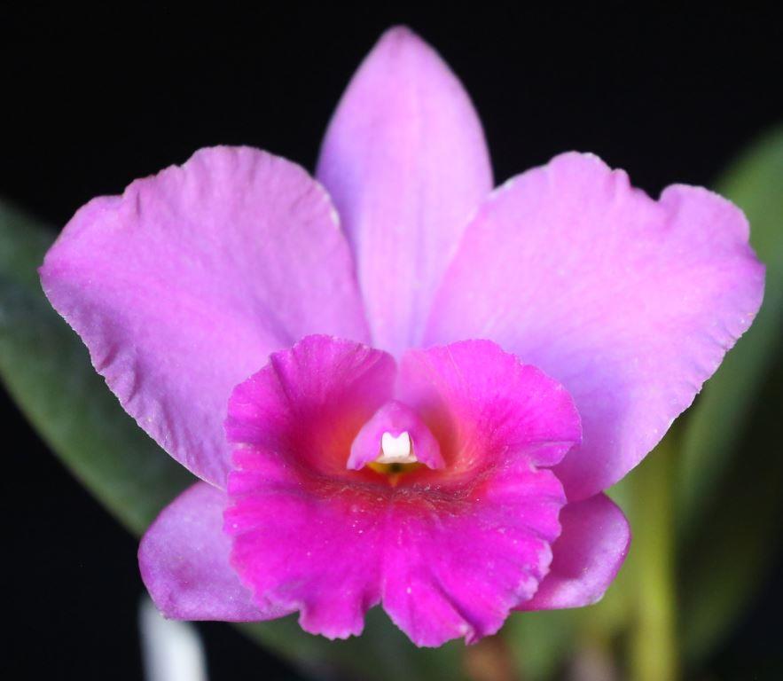 Rlc Beechworth Beauty