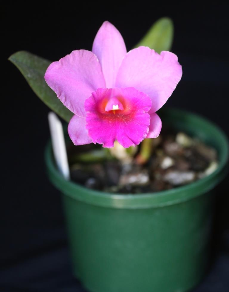 Rhyncholaeliocattleya Beechworth Beauty - photo 2