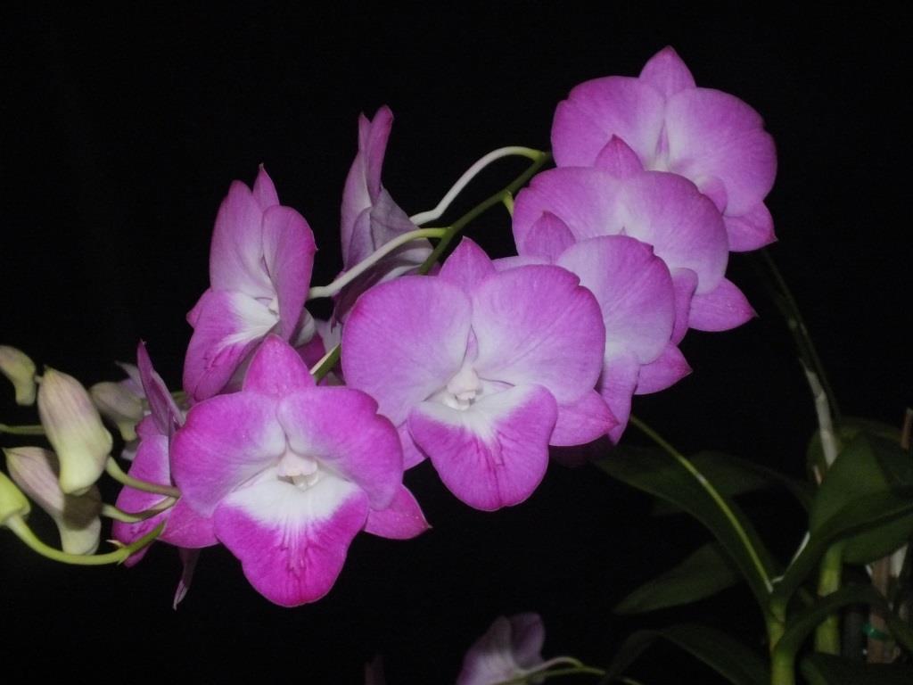 Dendrobium Hot Lips - photo 2