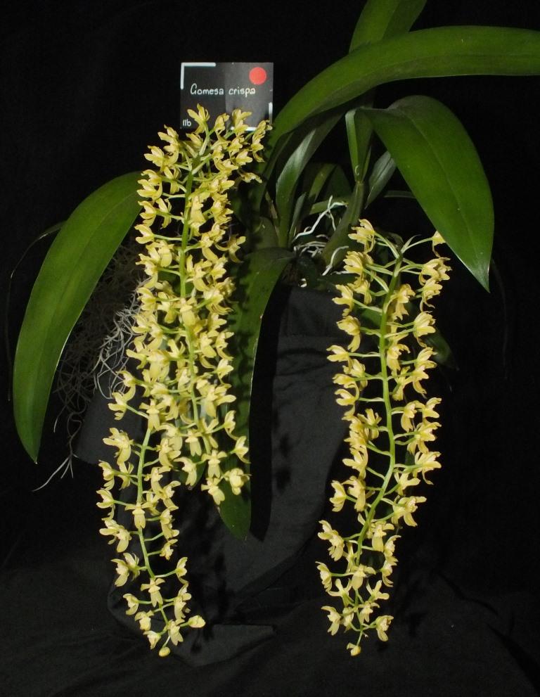 Gomesa crispa - photo 2