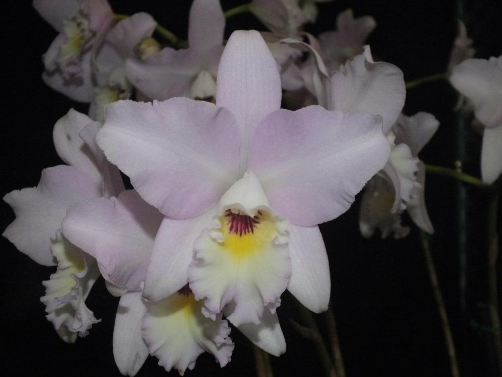 Laeliocattleya Sylvan Sprite - photo 2
