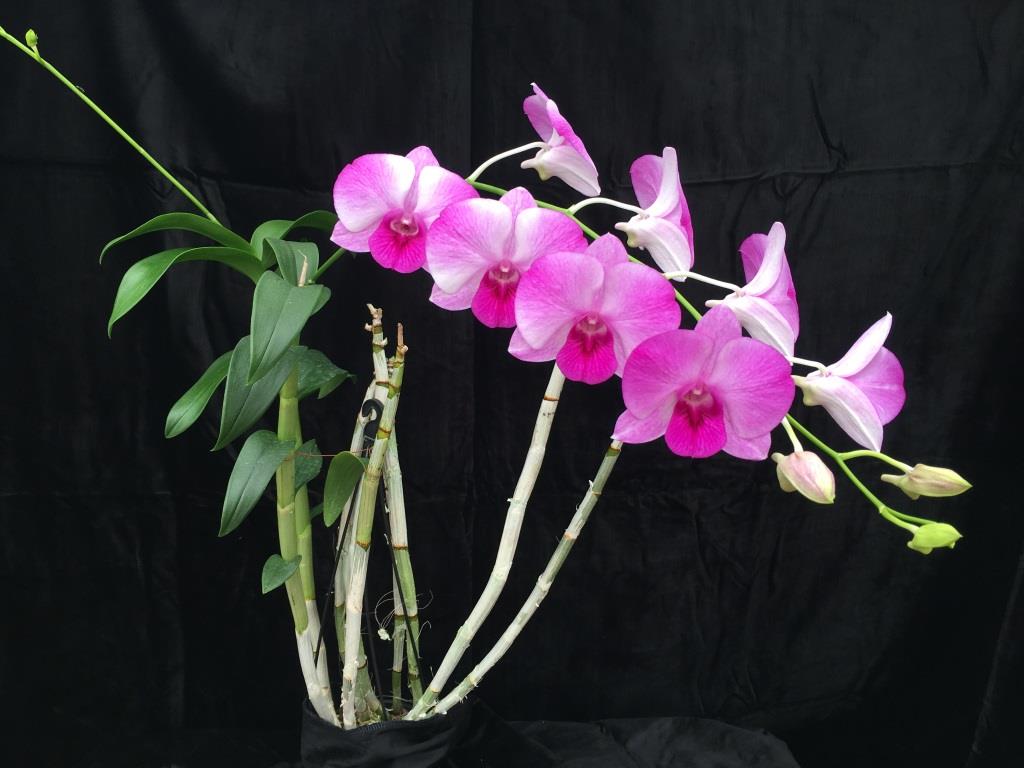 Dendrobium Tanamera Beauty - photo 2