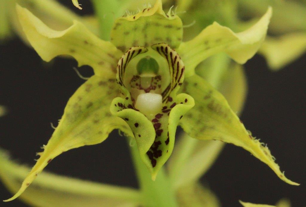 Dendrobium pacificum