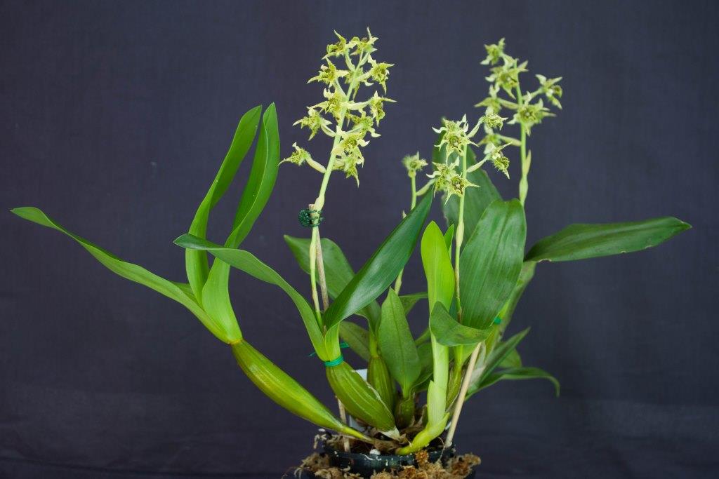 Dendrobium pacificum - photo 2