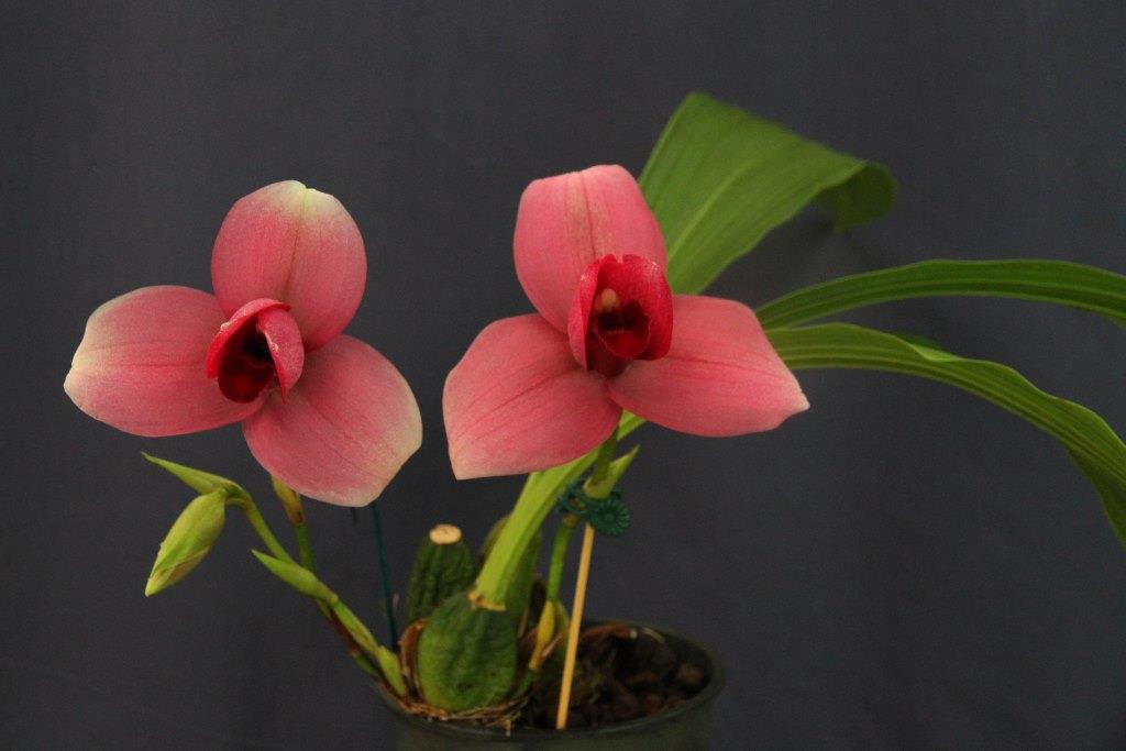 Lycaste Sunray - photo 2