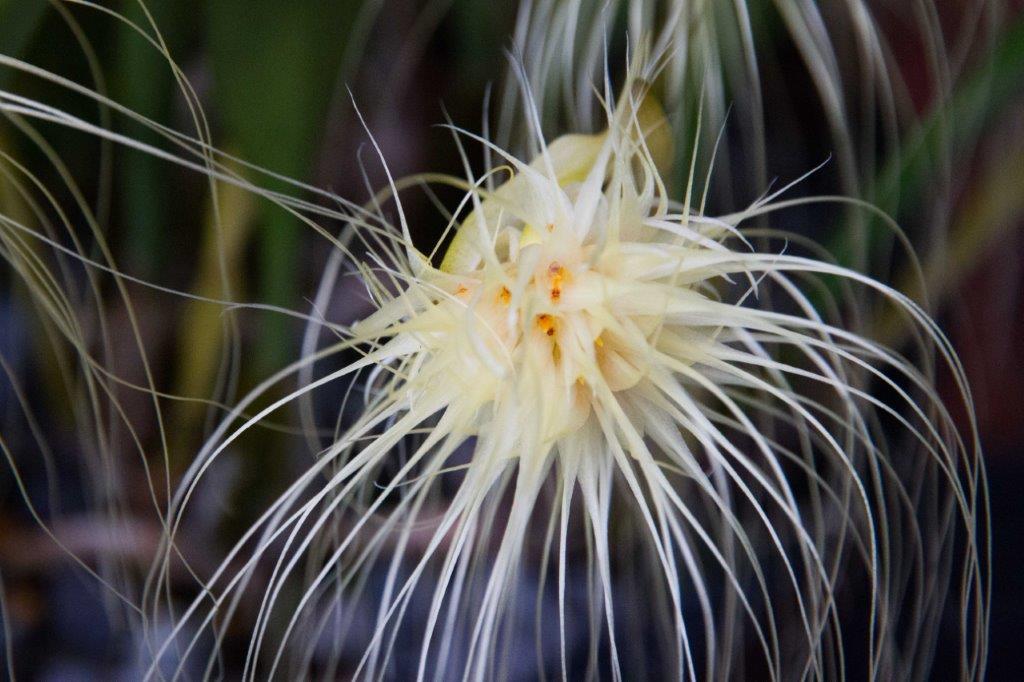 Bulbophyllum medusae