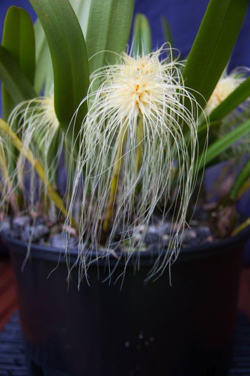 Bulbophyllum medusae - photo 2
