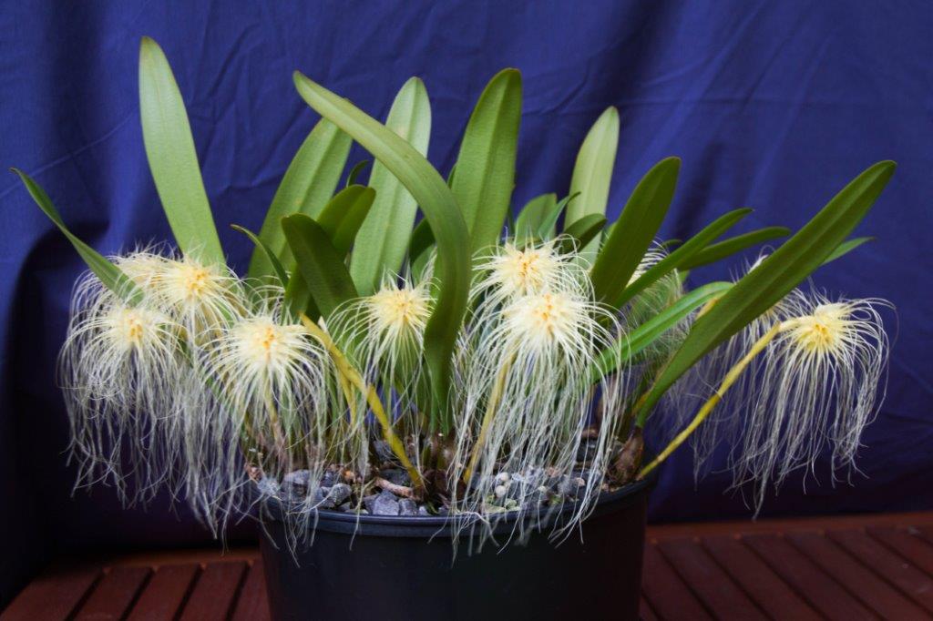 Bulbophyllum medusae