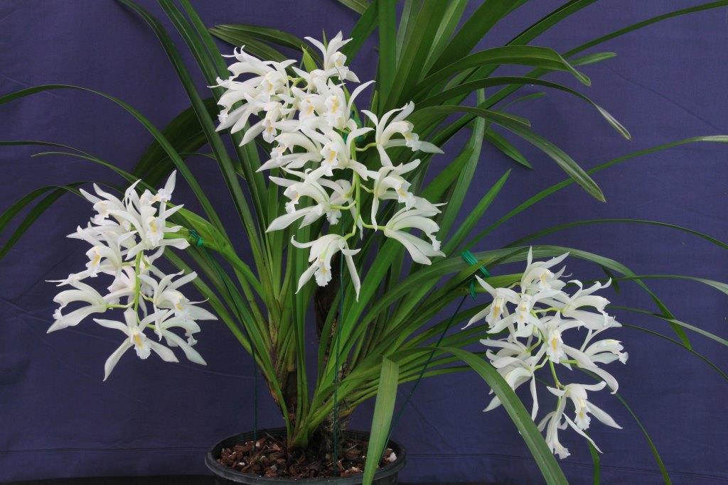 Cymbidium mastersii - photo 2