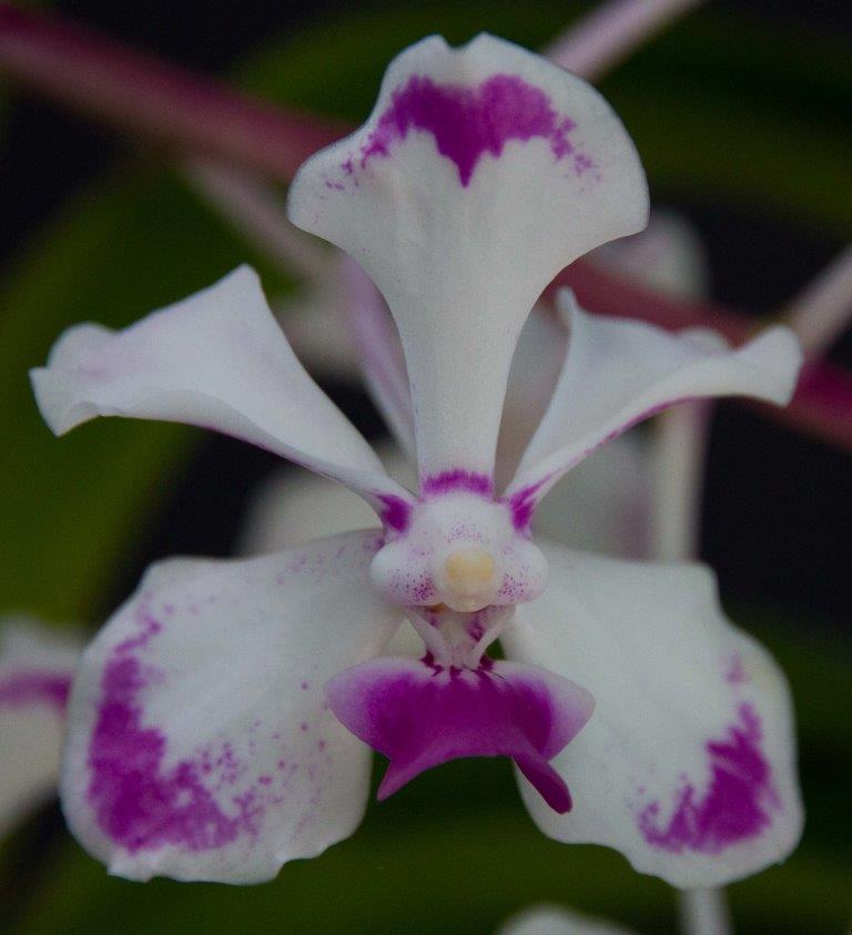 Vanda luzonica