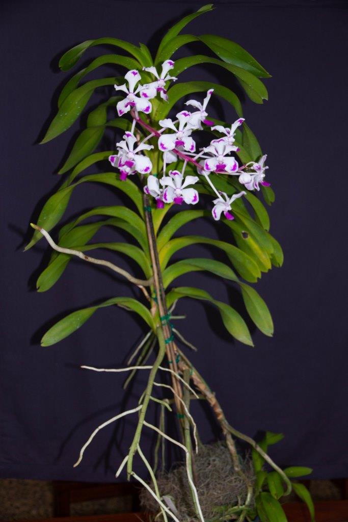 Vanda luzonica - photo 2