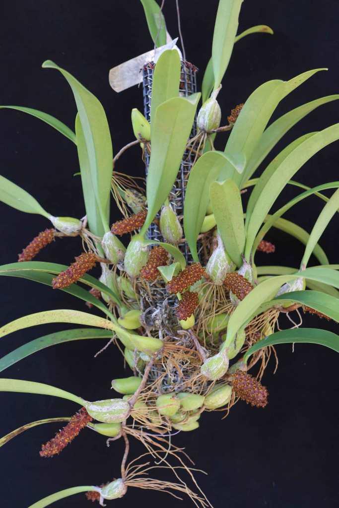 Bulbophyllum crassipes