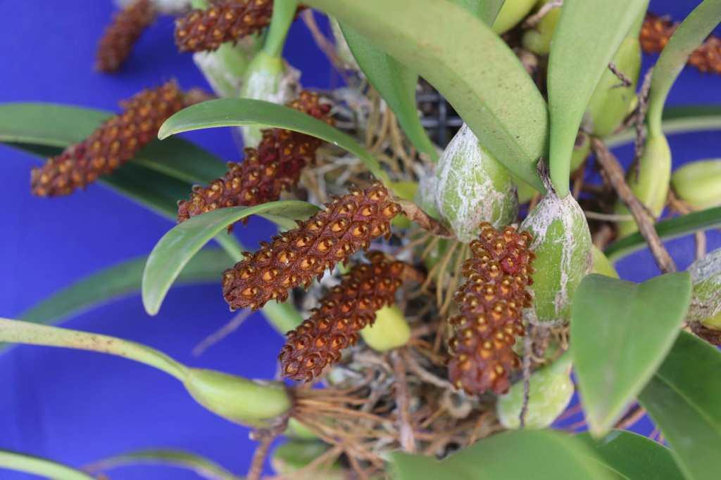 Bulbophyllum crassipes