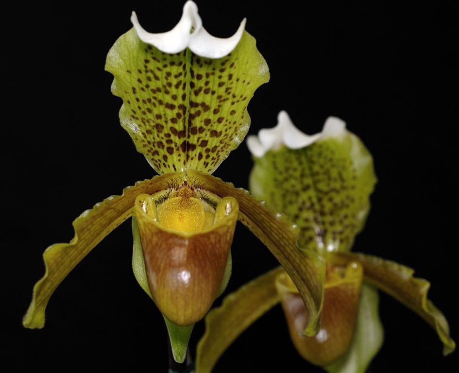 Paphiopedilum insigne
