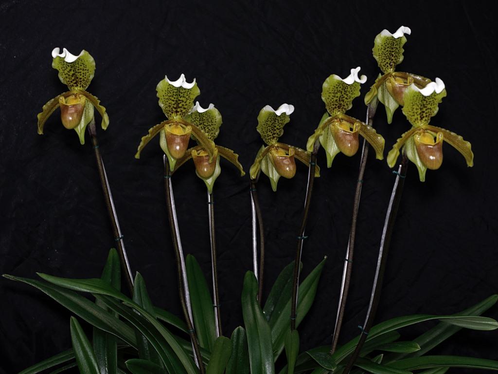 Paphiopedilum insigne - photo 2
