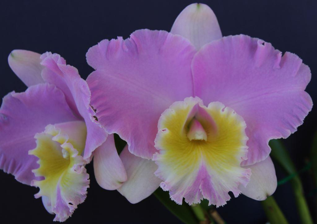 Rlc Burdekin Debutante