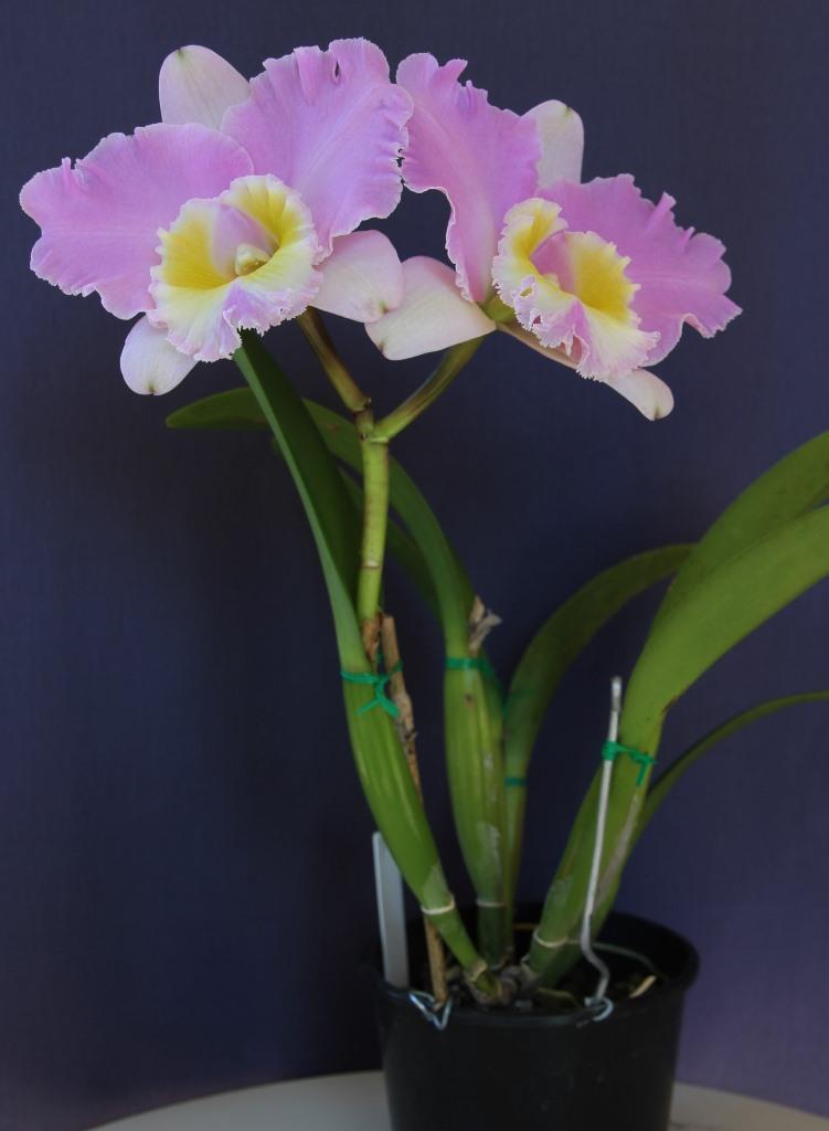 Rhyncholaeliocattleya Burdekin Debutante - photo 2