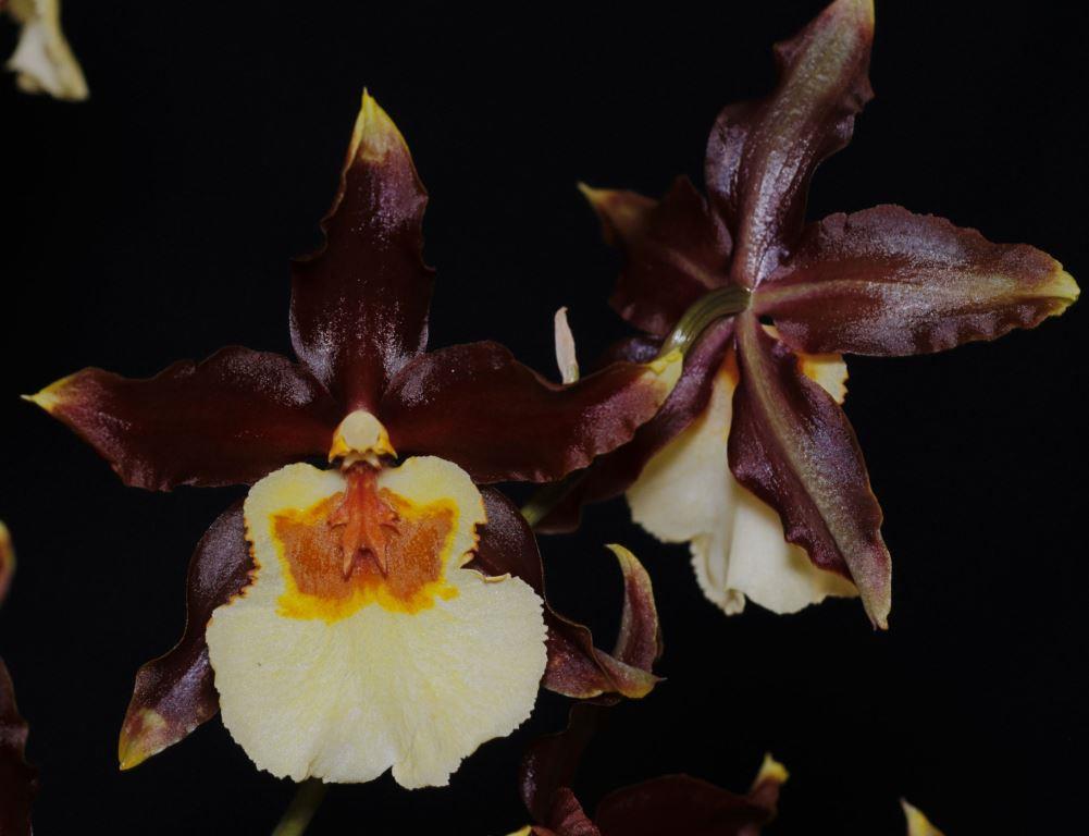 Onc Guann Shin Coffee