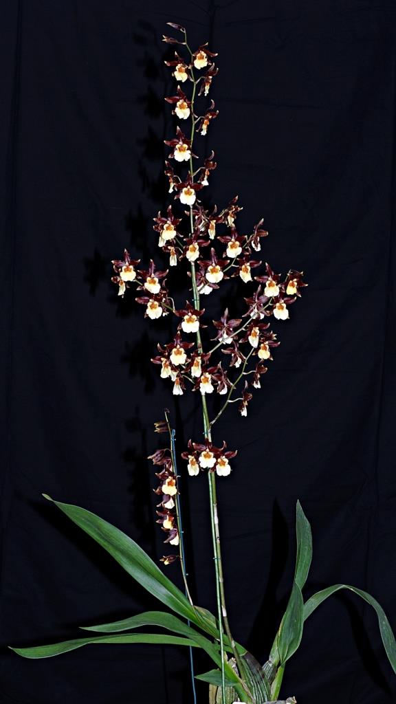 Oncidium Guann Shin Coffee - photo 2