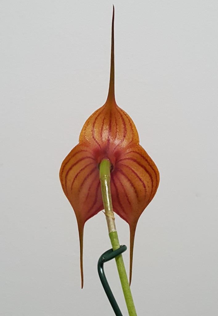 Masdevallia Dark Angel - photo 2