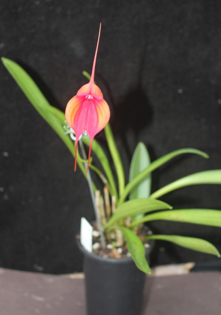 Masdevallia Cha Cha Cha - photo 2