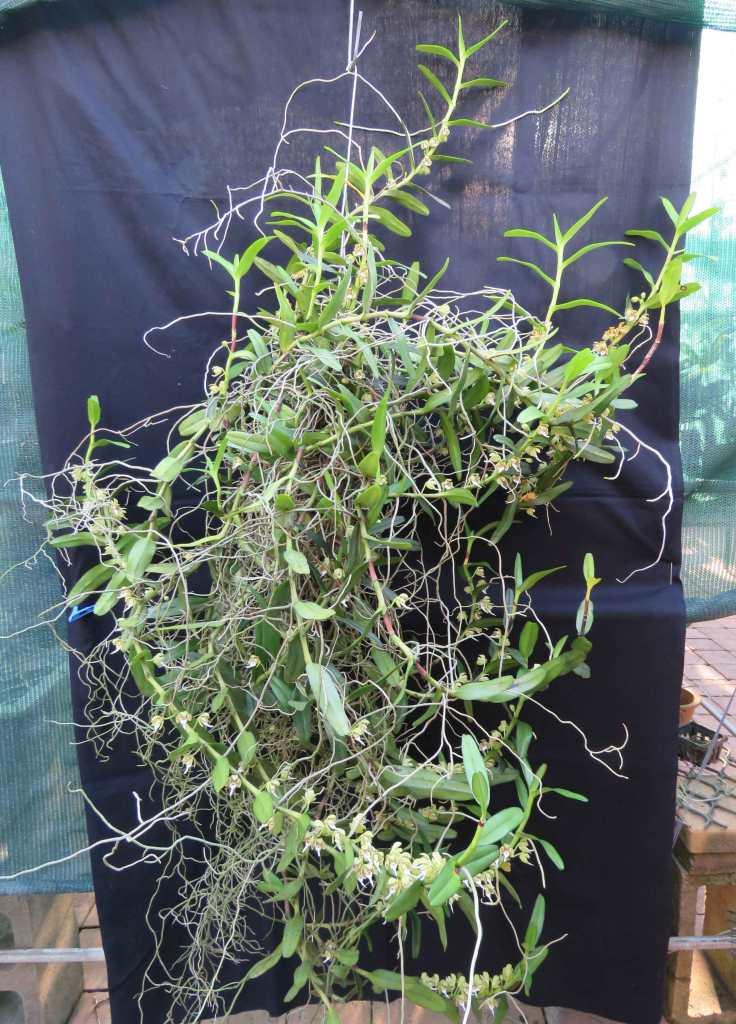 Trichoglottis geminata