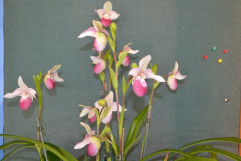Phragmipedium Cardinale - photo 2