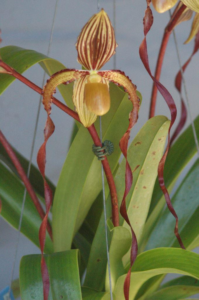 Paph Michael Koopowitz