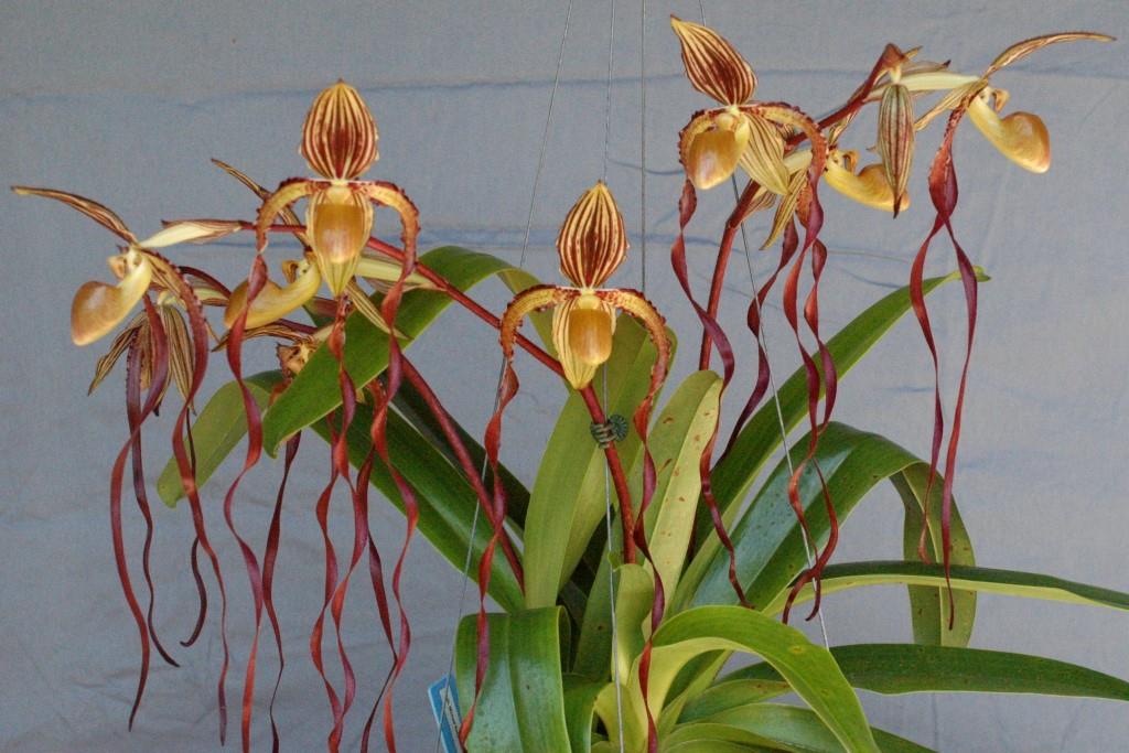 Paphiopedilum Michael Koopowitz - photo 2